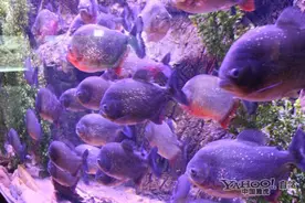 揭秘让人不寒而栗的食人鱼图片