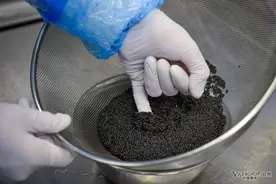 揭秘瑞士鲟鱼鱼子酱加工全过程图片
