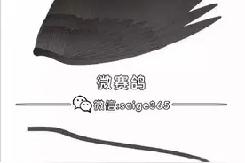 你对翅膀懂多少（图）图片