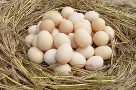 媒体人买土鸡蛋被农村大妈骗 从此练就鉴蛋绝活图片