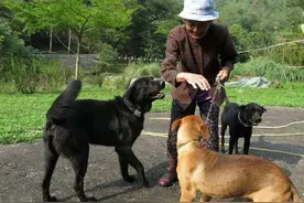 88岁老奶奶18年来不间断喂食流浪猫狗，只因不忍心它们挨饿图片