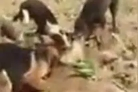 农田里现30多斤大耗子，四条大狗才制服，成精了！图片