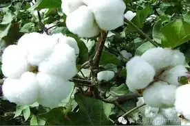 史上最亮瞎眼的直男送礼合集图片