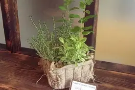 夏季啥植物看着清凉，吃起来也清凉？图片