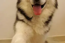 在帅气与逗逼之间自由转换的哈士奇，也有一胖毁所有的烦恼图片