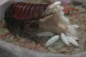 这种蟑螂在国外被当宠物养，看看它的生产过程