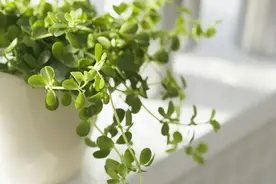 涨姿势！办公室养花你会么？你造么？办公室花卉摆放要讲风水的哟图片