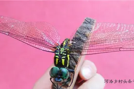 抓了一只巨型大蜻蜓，这个物种山村里还是头一回见。图片