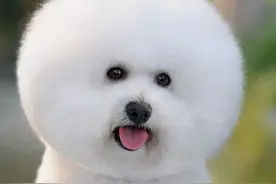 狗狗的鼻子总是干干的，是不是狗狗生病了还是什么原因？图片