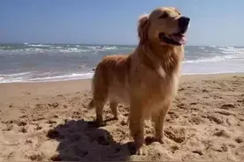 时尚暖男大金毛的故事图片