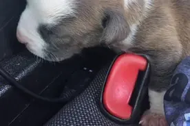 烈日下将刚出生小狗锁在车内，警方不惜一切代价救出图片