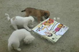 用炸鸡盒子骗来了三只狗，虽然没有鸡，它们还是开心的抱走了盒子图片