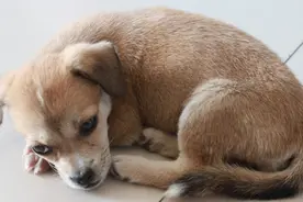 最近狗狗总是在不停的呕吐，这到底是什么原因造成的呢？图片