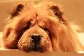 干货~狗狗最致命的十大死因，你知道几个？图片