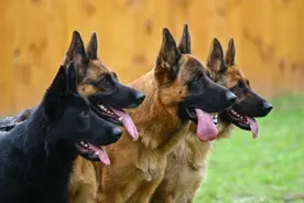 忠心的德国牧羊犬，在主人被刀子攻击的瞬间拼死保护主人！图片