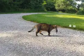 花栗鼠好不容易死里逃生，还傻傻的跑去找大花猫报仇图片