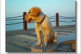 大金毛潇洒外表下藏着一颗胆小鬼的心，鼓励它同小伙伴们玩耍吧！图片