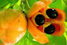 盘点地球上长相怪异的15种奇丑水果，你吃过哪些？图片