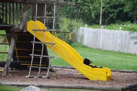 美国母熊带小熊闯入民居后院玩滑梯图片