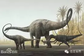 恐龙的尾巴图片