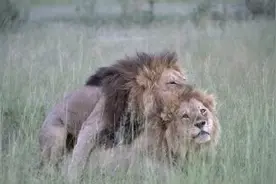 活久见！狮子界也有基佬！来自非洲草原的激情图片