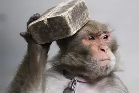 小米手机和雷军真的是在“耍猴”吗图片