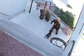 小狗单挑两大熊，这狗战斗力数第一！图片