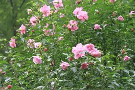 上下班路上的木槿花其实可以做几道美味，不要错过了！图片