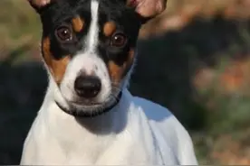 “狗拿耗子”这么了？这些狗狗的捕鼠能力可是不输给猫的！图片