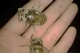 最近河南一大批人美女晚上要去小树林啦！都是因为ta图片