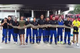 民宅惊现6米长巨蟒 12名壮汉合力才抬得起图片