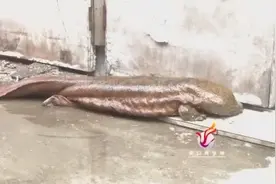 济南河水中惊现大娃娃鱼，身长竟达115厘米