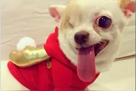 狗坚强：这吉娃娃只有一只眼睛，仍努力生活和卖萌，让人钦佩！图片