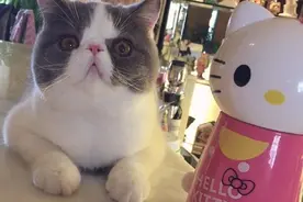 别催了，大黑牛和冰冰已经有“孩子”了，喵的智障，你说谁膨胀？图片