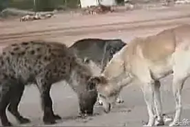 鬣狗和家狗一起和谐吃食物，毫无攻击性！二哥居然变成了这样！图片