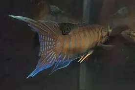 普叉饲养增红记录 4-3图片