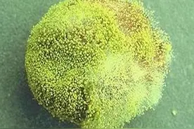 爆料！自己榨的花生油就安全吗？不，你被忽悠了图片