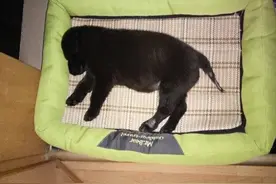 父母把孩子从路边捡来的小奶狗丢掉 网友遇到并将它带回家图片