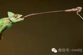 老鼠被挠痒痒时会笑出声，说说你不知道的动物冷知识图片