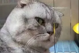 谁会带我回家？最后一只猫真是傲娇死了：还不快接朕回宫？！图片