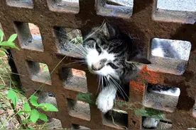 猫咪贪玩被卡下水道格栅：朕知错了！图片