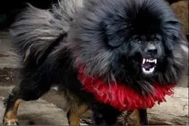 世界最凶猛的狗，藏獒只能排名第二图片