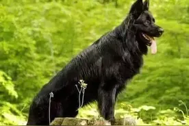 纯黑色长毛德牧，见过吗？ 尚品德牧之美图片