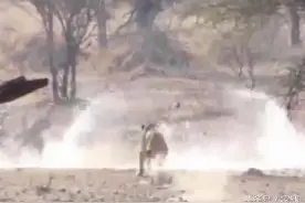 狮子捕杀羚羊，奋勇冲向前，不仅扑个空，还掉落水潭，这就尴尬了图片