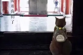 博物馆的网红猫即将被驱逐！宝宝怎样和动物相处，也是个大问题图片