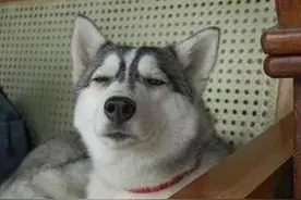 逗比狗狗-哈士奇，趣事多！图片