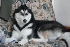 和哈士奇生活的那些逗趣事！图片