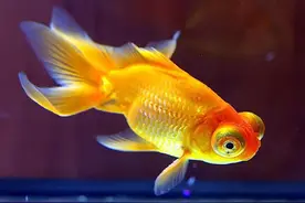 金鱼养殖个人心得图片