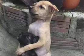 两只流浪狗遭虐待被尼姑收留，被救后的一幕让人看了心酸图片