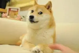 今日搞笑萌宠：秋田犬，一只最忠诚的狗狗，奈何总是被墙卡住图片